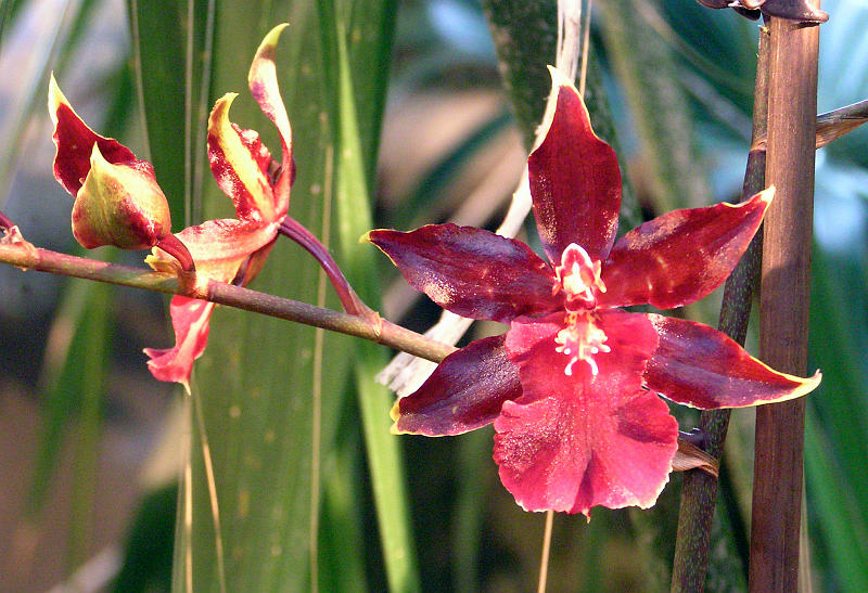 Orchidea.09.JPG - OLYMPUS DIGITAL CAMERA